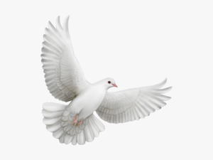 Flying Dove Animation