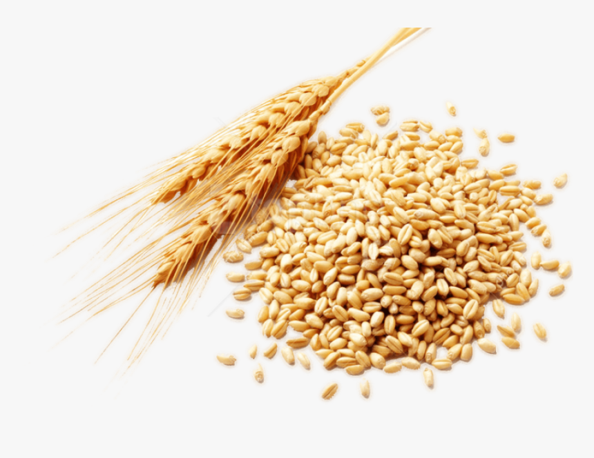 Free Png Download Wheat Png Images Background Png Images - Wheat Grains Png