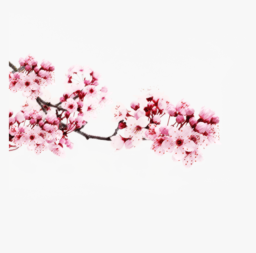 Cherry Blossom Png - Japanese Flower Sakura Png