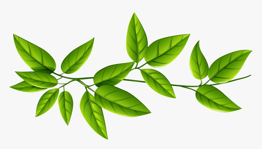Green Leaves Png Image - Transparent Transparent Background Leaves Png