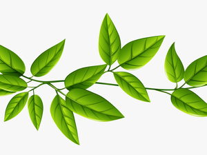 Green Leaves Png Image - Transparent Transparent Background Leaves Png