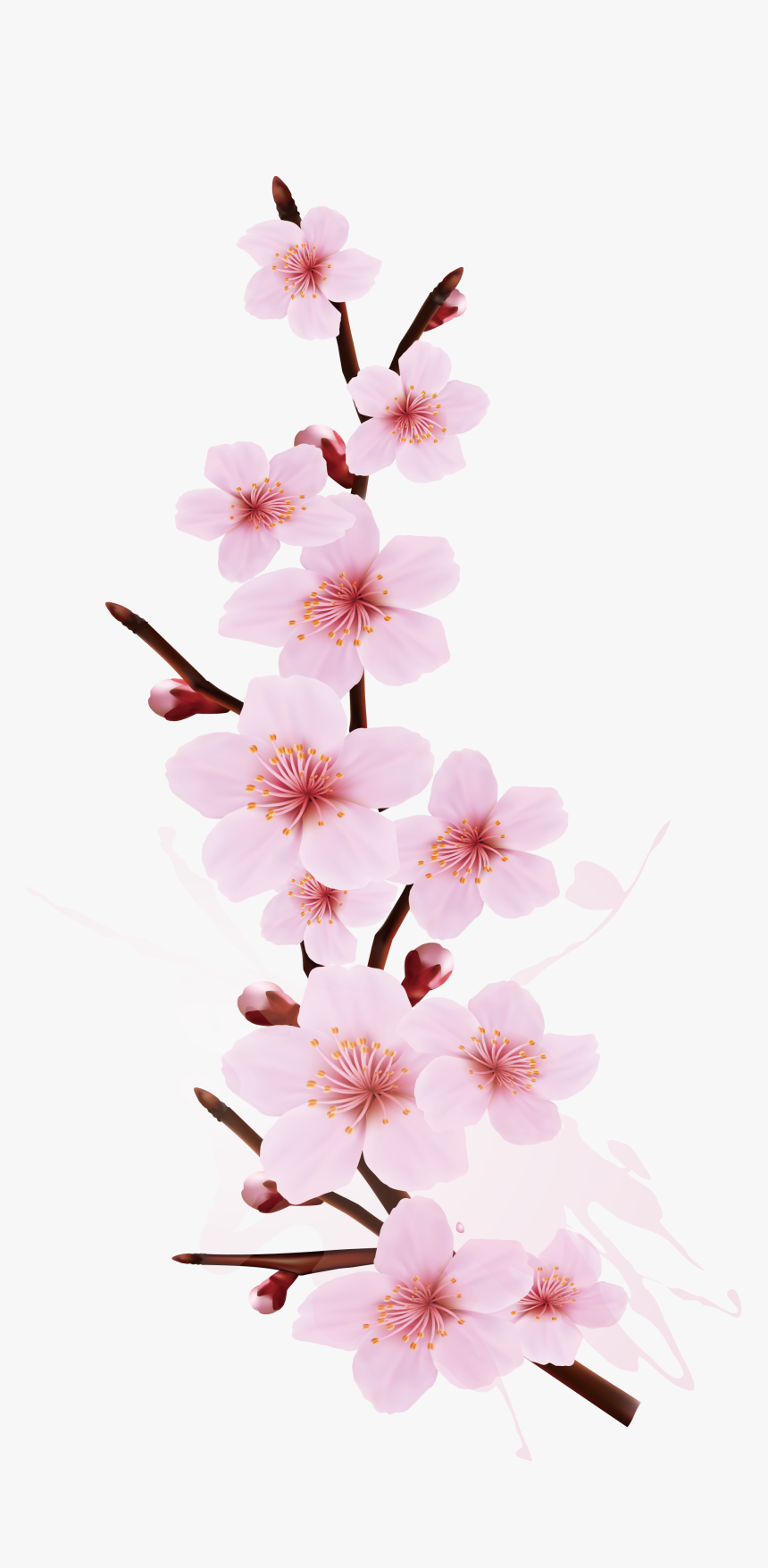 Transparent Cherry Blossom Png -
