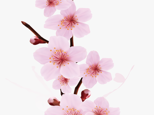 Transparent Cherry Blossom Png - Cherry Blossom Branch Design