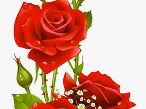Papel De Carta Em Rosas Vermelhas