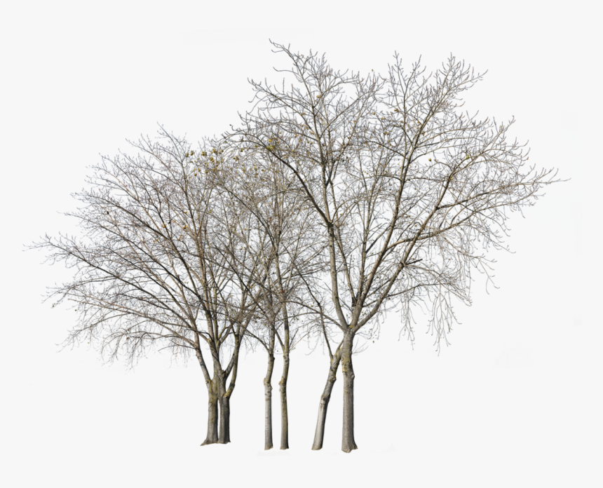Transparent Deciduous Tree Png -