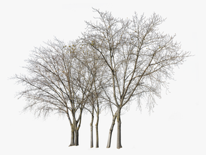 Transparent Deciduous Tree Png - Group Of Trees In Winter
