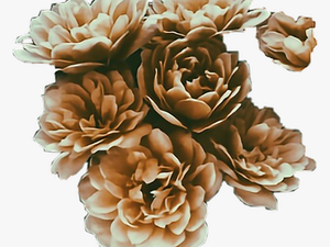 #brown #flowers #aesthetic #stickers #freetoedit - Aesthetic Brown Flowers Png